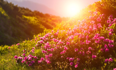 Autumn landscape with mountain, valley and lagoon views. The slopes of the hill are covered with scarlet arctous. Amazing sunset with sun rays over the mountains.