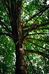 green foliage, tree trunk and branches