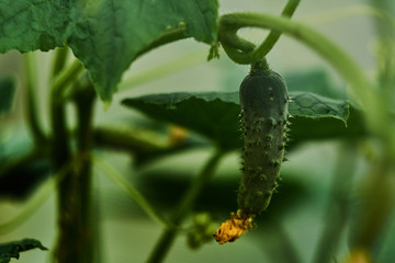  young cucumbers growing on a twig in the garden