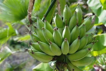 Bunch of green unripe bananas on a tree, Thailand
