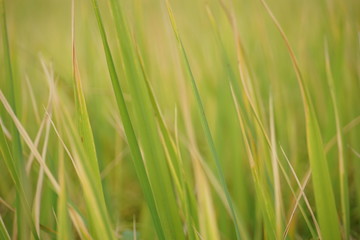 background of green grass