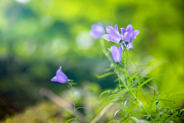 Obraz na płótnie Canvas purple flowers on green background