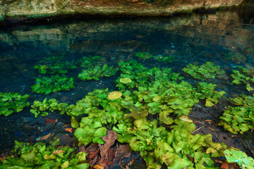 Water lilies growing in the clear water of cenote. Mexico.