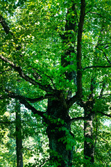 Fototapeta premium the trunk of an old Linden trees and green foliage