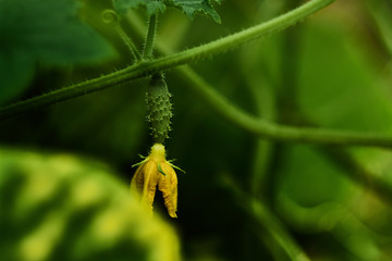  young cucumbers growing on a twig in the garden