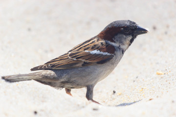 American Tree Sparrow Hopping. clouse-up