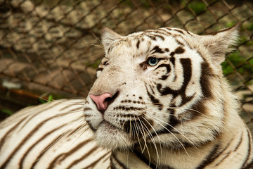 Portrait solemn rare black and white striped adult bengal tiger relax in zoo, 
