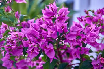 Purple Bougainwell close up. Beautiful flowers in the garden.