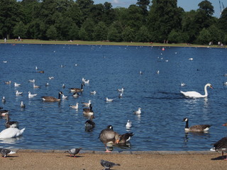 Lago con oche