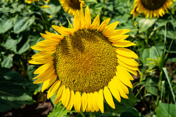 Obraz premium tournesols 2