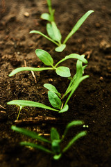 young spinach sprouts that crawled out of the ground