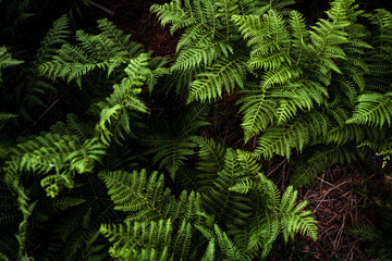 Mystic image of a wild plants in the woods, green ferns