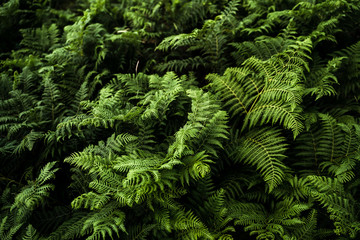 Dramatic image of ferns in the woods