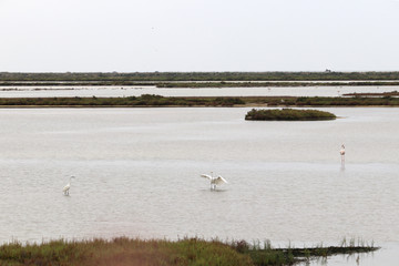 Garza real y flamenco en las balsas de la Tancada, en el Delto del Ebro