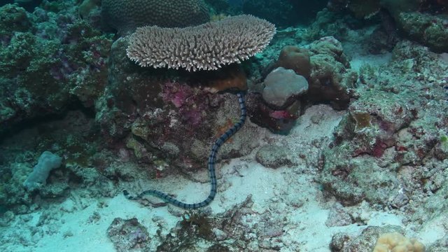 Banded sea krait, Laticauda colubrina in tropical coral reef 