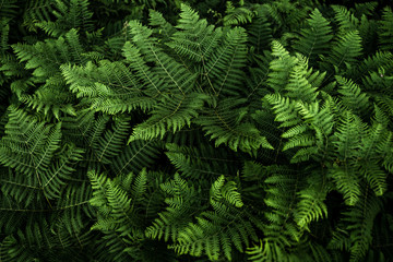 Beautiful wild ferns in the woods at sunset, green background