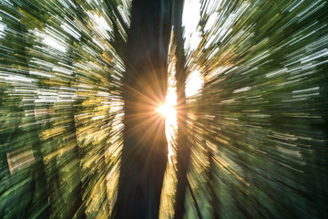 Special effects in the woods at sunset, artistic blur