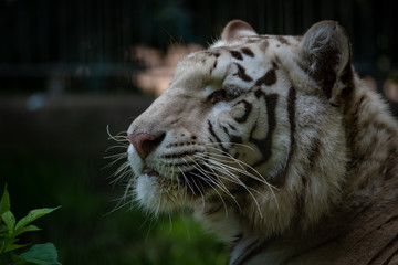 Fototapeta na wymiar Weisse Tiger