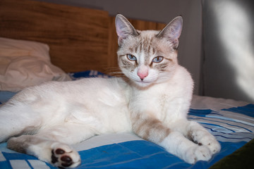 Fototapeta na wymiar seductive white cat in bed 