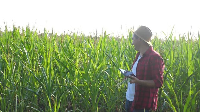 smart farming concept. man slow motion video agronomist holds tablet touch pad computer in the corn field is studying and examining crops before harvesting. Agribusiness concept. male farmer orking