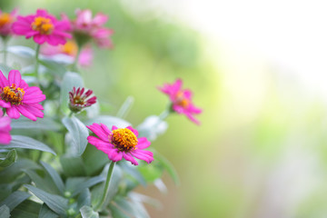 Pretty Pink zinnia flower at outdoor