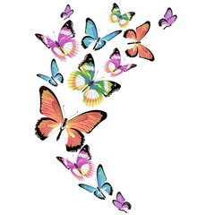 Obraz na płótnie Canvas butterfly189