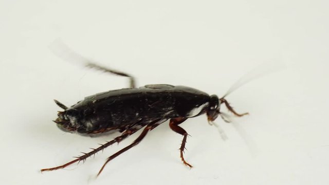 Insect cockroach isolated on a white background.