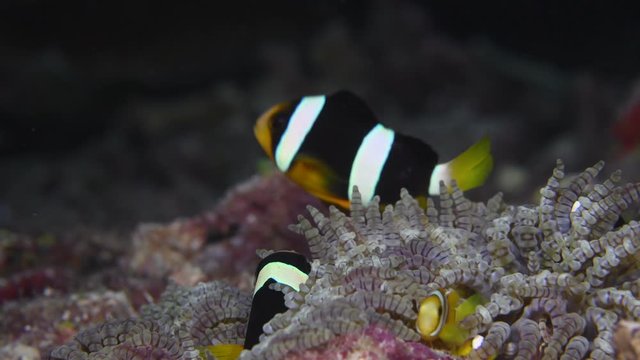 Clark’s anemonefish, Amphiprion clarkii macro closeup 