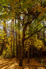 Fototapeta premium View of English Walnut Tree During Autumn Season