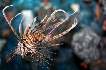 Fototapeta na wymiar lionfish in the fishbowl
