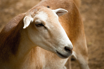young sheep