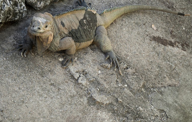 iguana camouflaged on earth