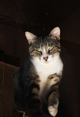 Kitten with Yellow Eyes