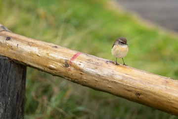 Oiseau Tec Tec sur la barrière