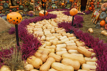 Harvest pumpkins of different size and color on the cut grass.
