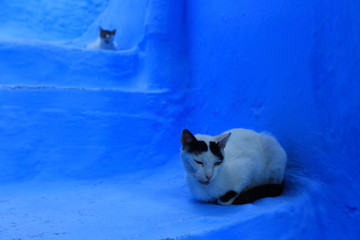 Blue street walls of the popular city of Morocco, Chefchaouen. Traditional moroccan architectural details. - 281640810