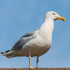 Herring Gull