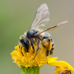 Browsing Bee