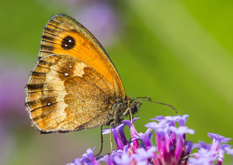 Verbena Collector