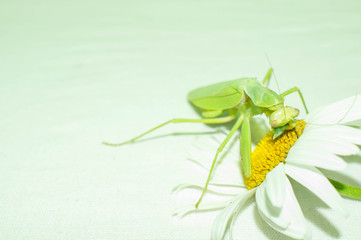 Praying mantis is a green insect from the family of real mantis. Large predatory insect with front limbs adapted for grabbing food on a gradient background for design.