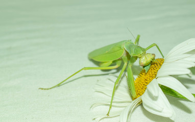 Praying mantis is a green insect from the family of real mantis. Large predatory insect with front limbs adapted for grabbing food on a gradient background for design.