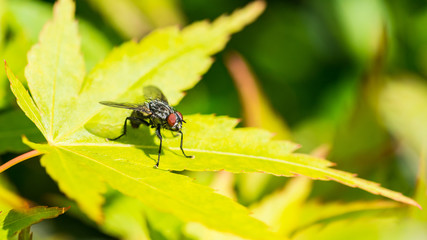 Flesh Fly