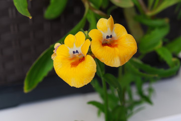 Yellow Smiling Flowers with Small Teeth
