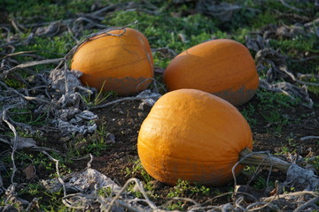 Pumpkins in a morning sun