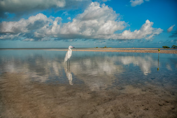 A small white heron is standing in the lagoon. Egretta garzetta.