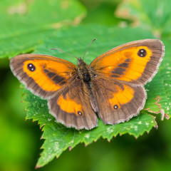 Gatekeeper Butterfly