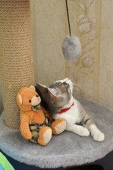 Kitten and toy teddy bear on a cat house