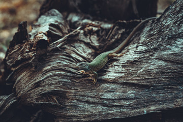 Natural closeup shot of lizard
