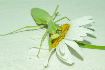 Praying mantis is a green insect from the family of real mantis. Large predatory insect with front limbs adapted for grabbing food on a gradient background for design.