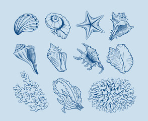 Marine life hand drawn vector illustration set. Seashells, scallops freehand drawings on blue background. Corals, reef ecosystem fauna, seaweeds, laminaria engraved outlines. Poster design element